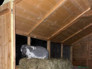 French Lop rabbits French lop - Advert 1