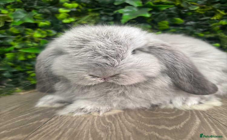 Mini Lop rabbits - Advert 1