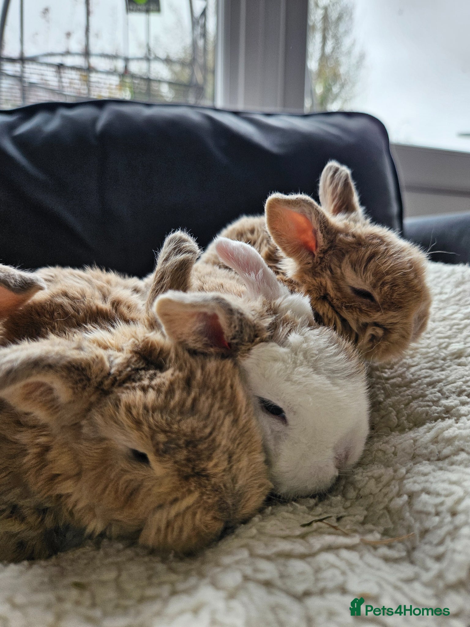 Mini Lop rabbits Mini Plush Lops - Suffolk - Advert 1