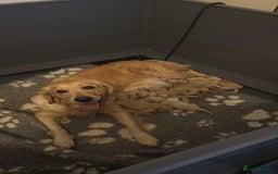 Golden Retriever dogs for sale: Beautiful KC Reg Golden Retriever - Advert 1