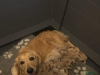 Golden Retriever dogs Beautiful KC Reg Golden Retriever - Advert 1