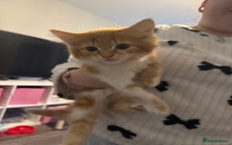 Mixed Breed cats for sale: Ready for new home - Image 3