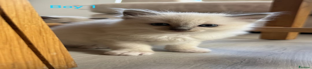 Ragdoll Kitten 1