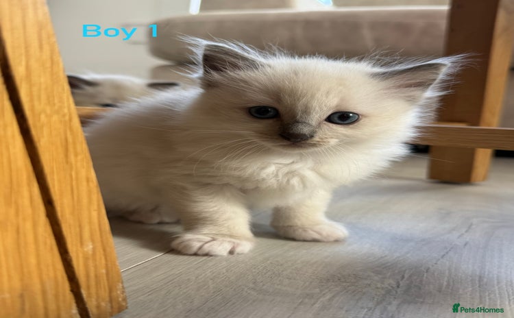 Ragdoll cats - Advert 6