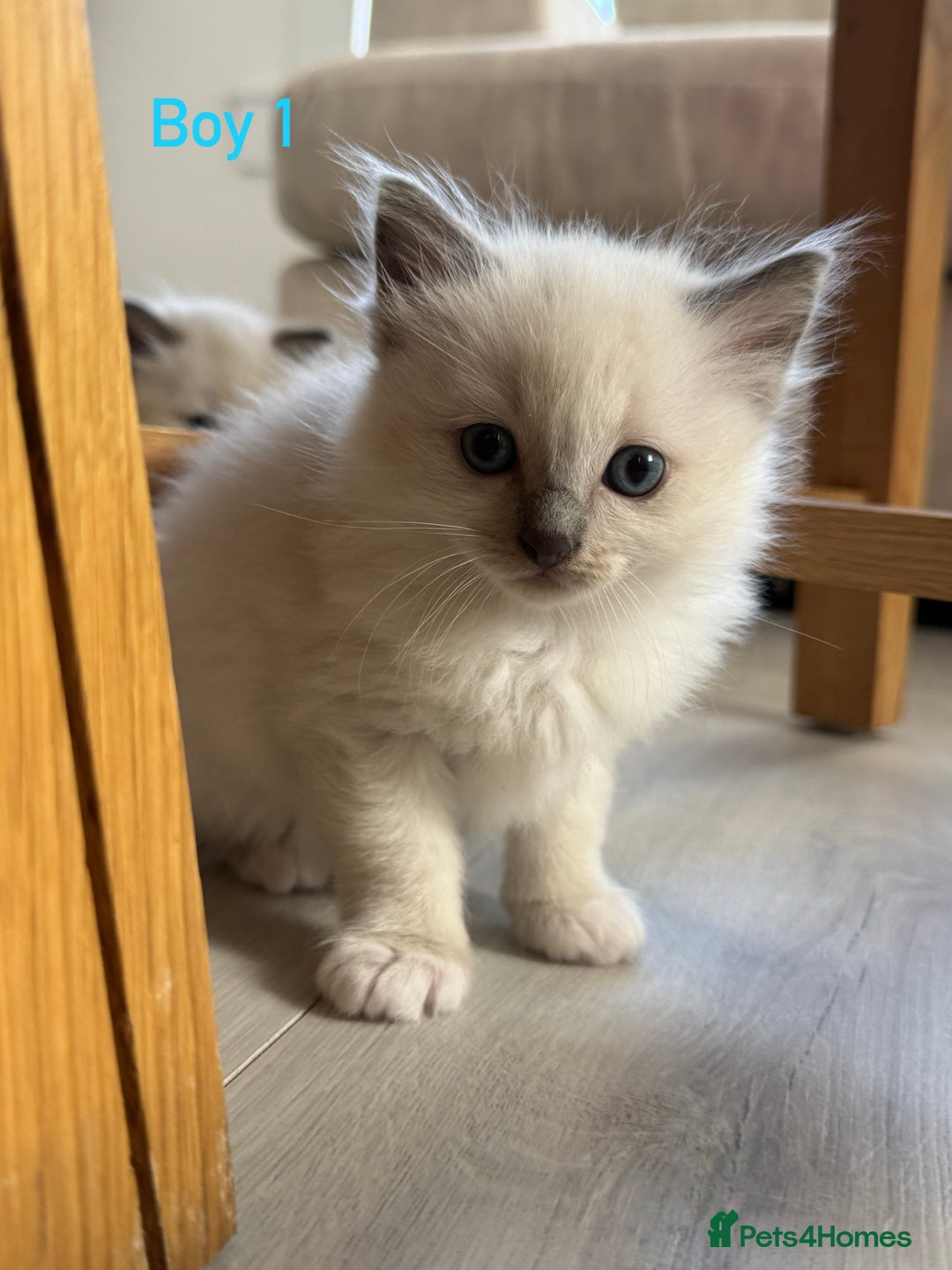 Ragdoll cats for sale: Ragdoll kittens  - Image 1