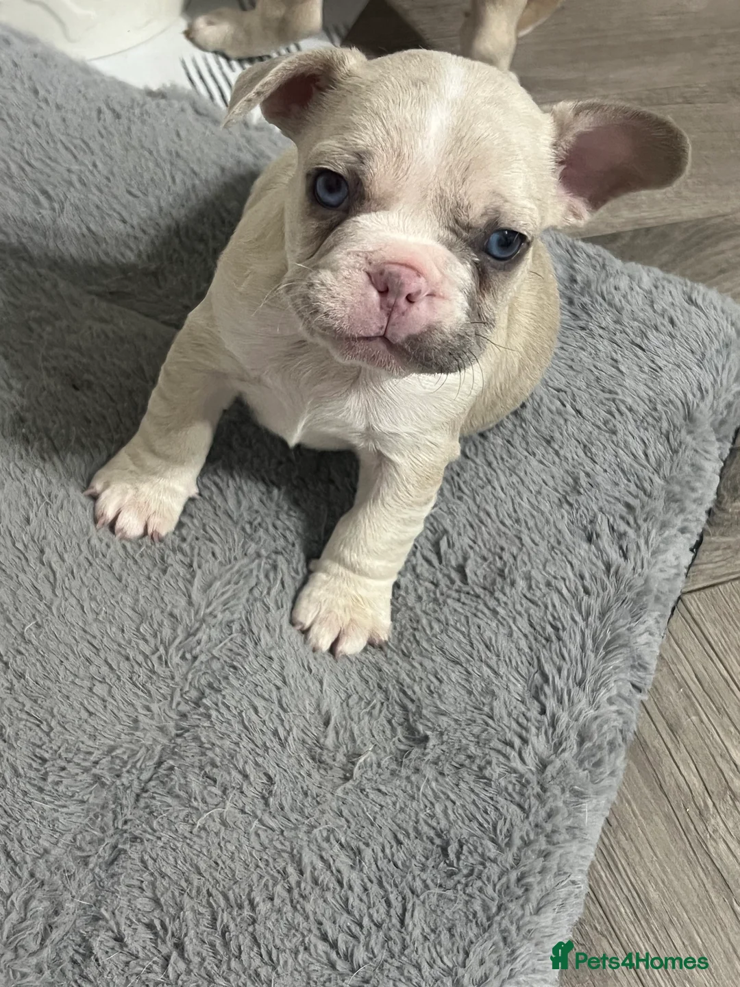 French Bulldog dogs for sale: 1 male French Bulldog Pup left  - Advert 9