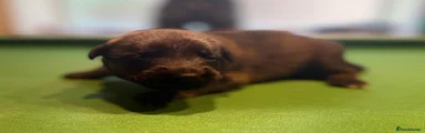 Belgian Shepherd Dog 4