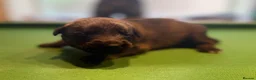 Belgian Shepherd Dog dogs for sale: Belgian Malinois/Shepherd - Advert 5