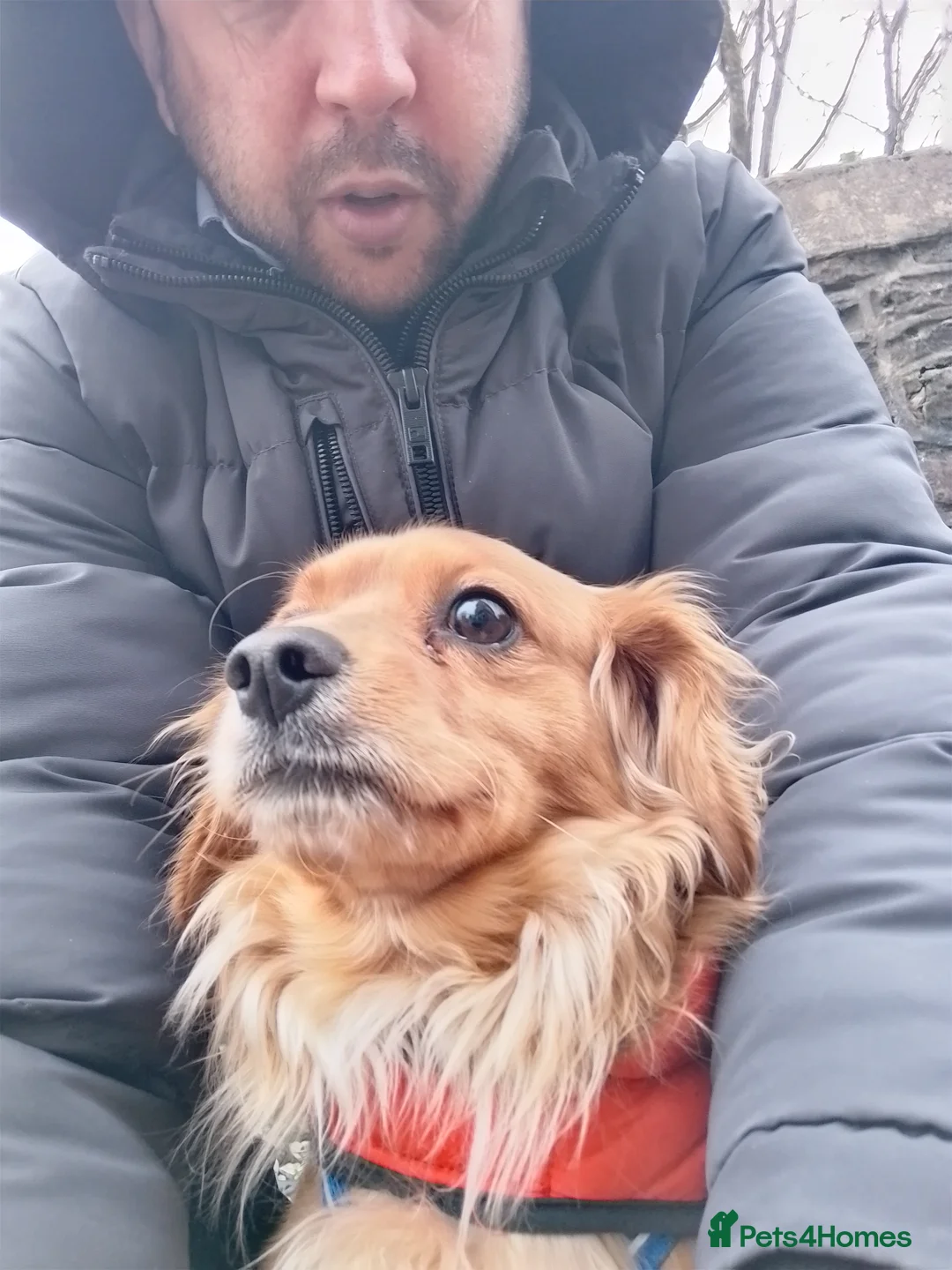 Cavapoochon dogs for stud: Cavapoochon Stud Dog - Advert 3