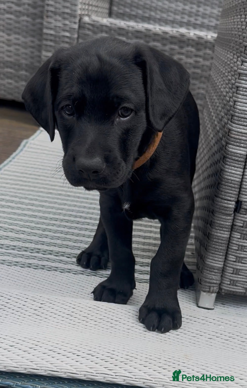 Mixed Breed dogs Blue merle Doberman puppies 2 boys 1 girl left  - Advert 2