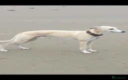 Whippet dogs for sale: 3 stunning KC registered males  - Image 10