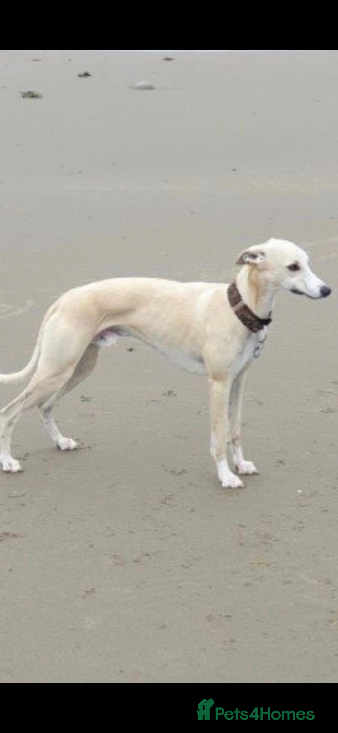 Whippet dogs for sale: 3 stunning KC registered males  - Image 10