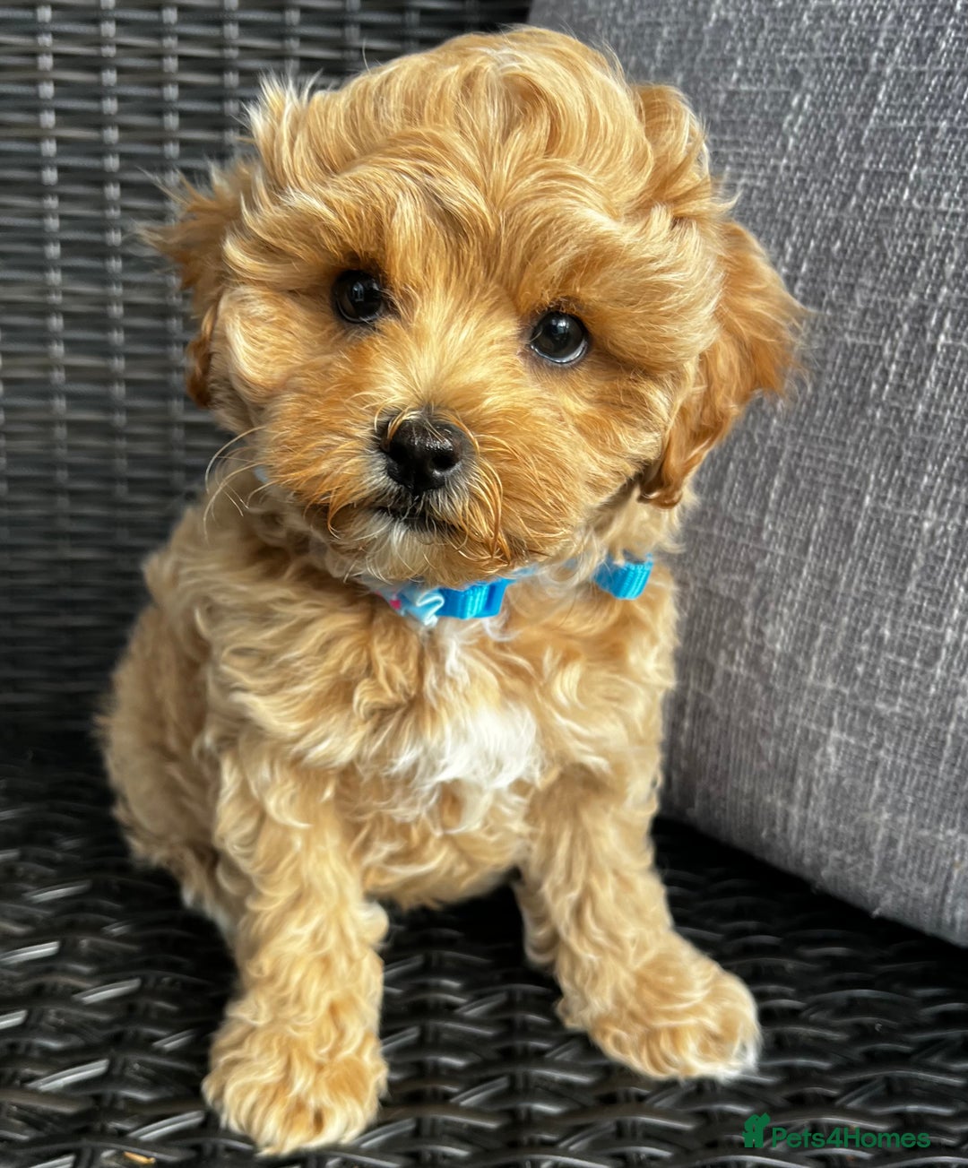 Maltipoo dogs for sale: Gorgeous apricot maltipoo - Image 20