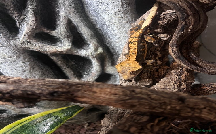 Gecko reptiles in Dunmow - Advert 16
