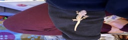 Gecko reptiles for sale: Baby crested geko  - Advert 13