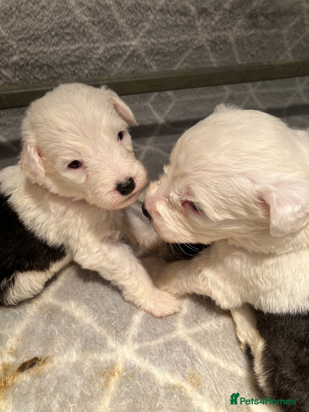Old English Sheepdog dogs for sale: HEALTH TESTED OLD ENGLISH SHEEPDOG PUPPIES  - Advert 3