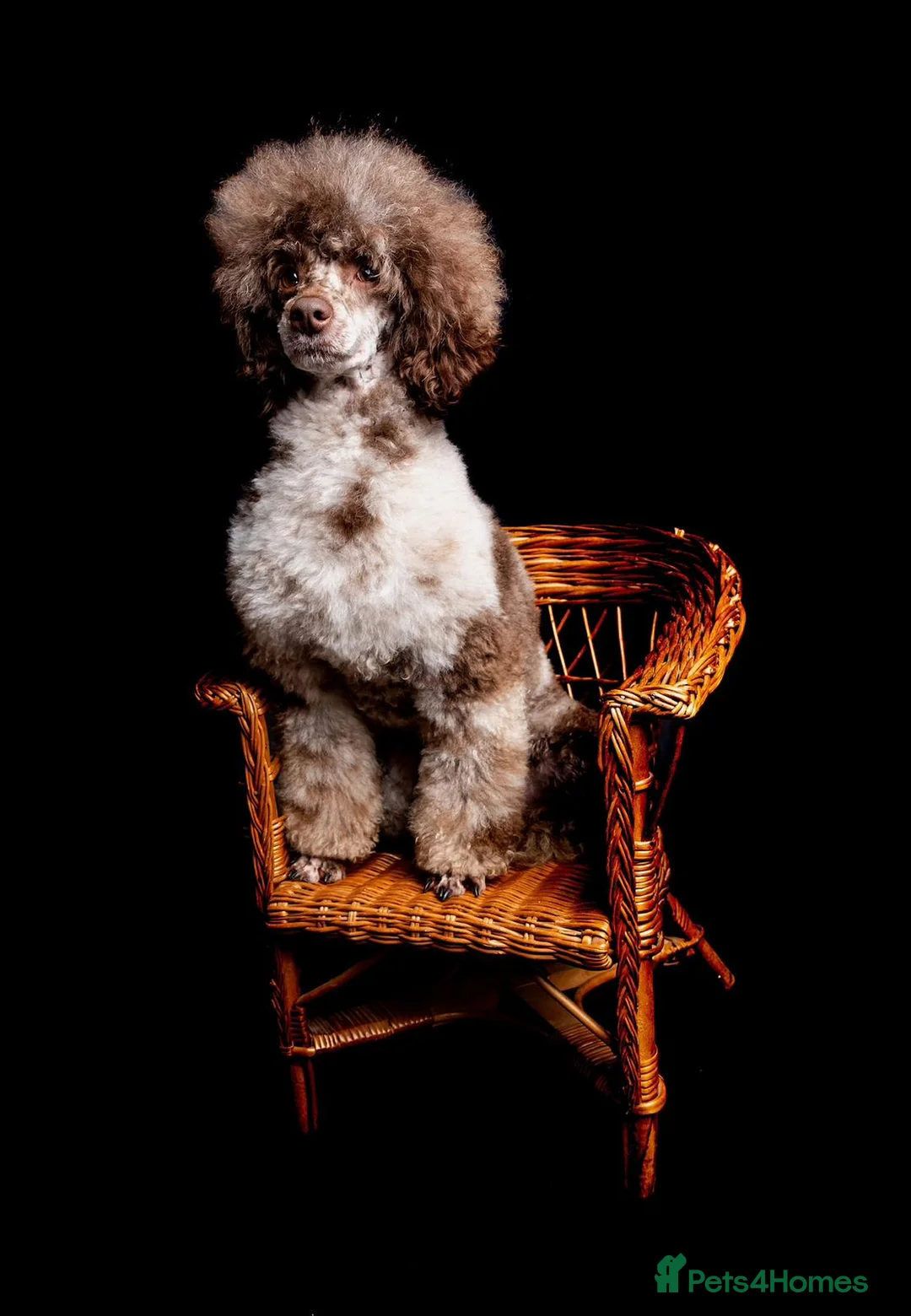 Mini Goldendoodle dogs for sale: Magical F1b Goldendoodles - Advert 8