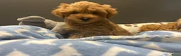 Maltipoo dogs for sale: Multipoo Puppies For Sale - Advert 8