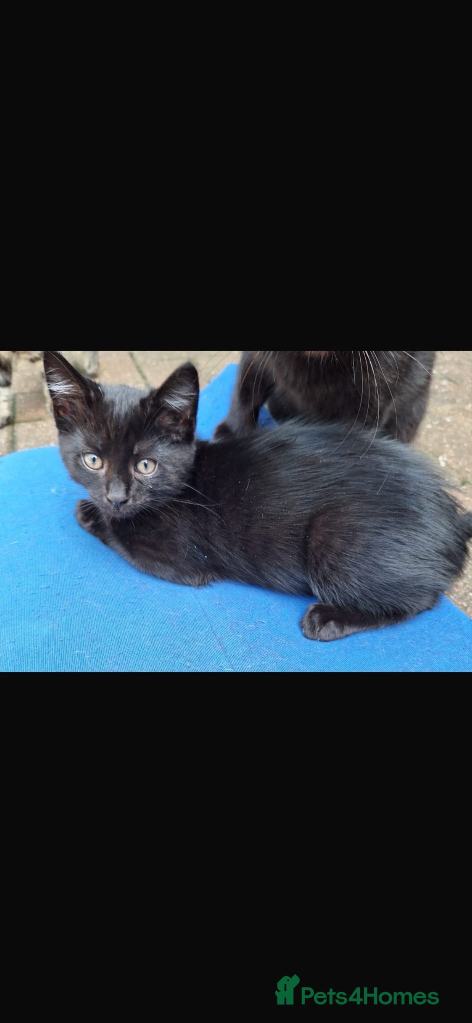 Mixed Breed cats Adorable kittens ready for their new home - Advert 21