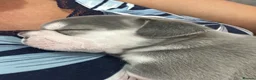 French Bulldog dogs for sale: French bull dogs  - Advert 31