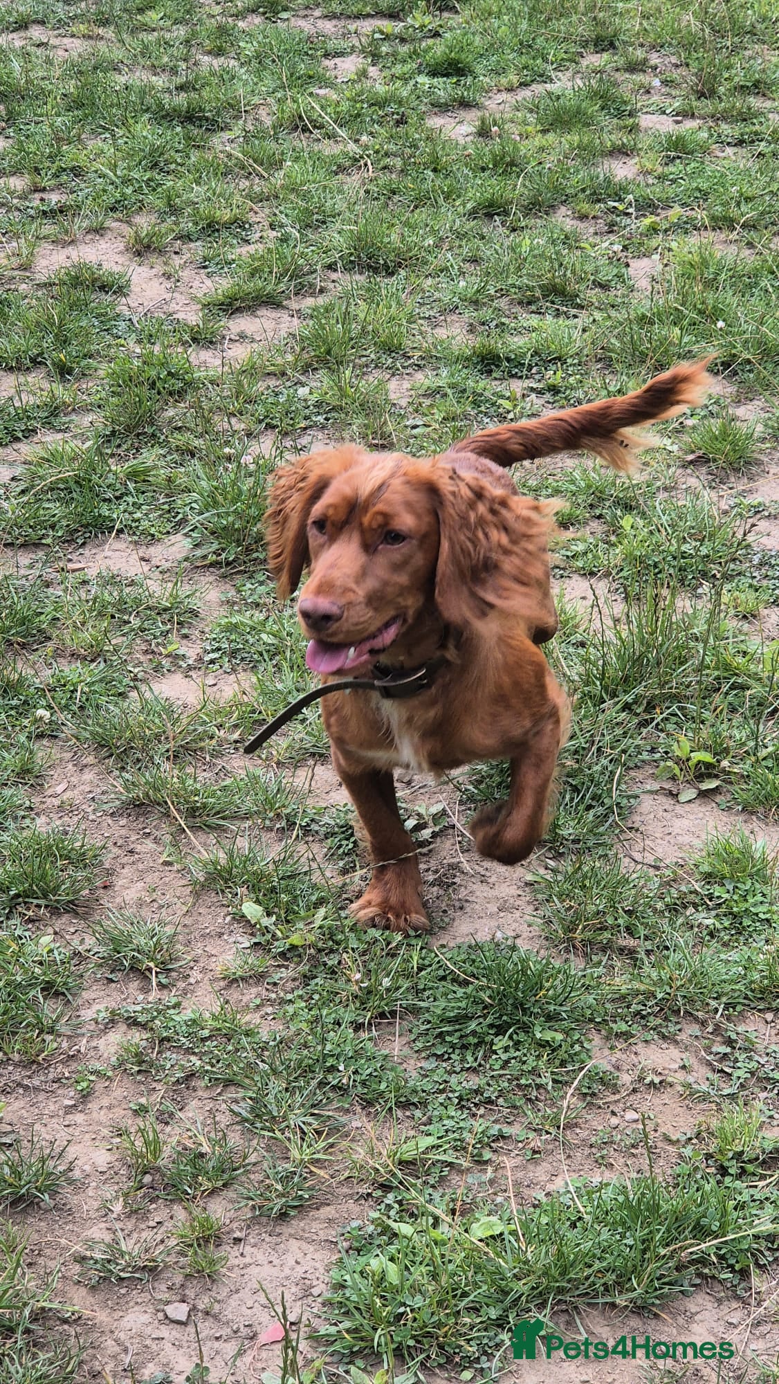Cocker Spaniel dogs Pedigree Red Working Cocker Spaniel in Liversedge - Advert 1
