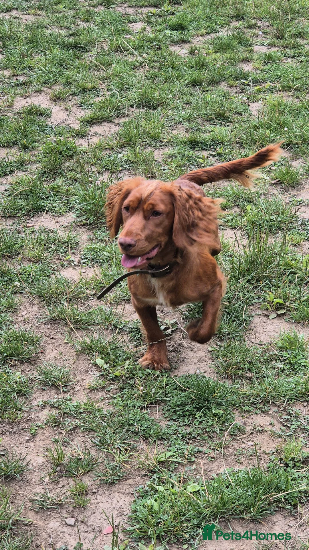 Cocker Spaniel dogs for sale: Pedigree Red Working Cocker Spaniel in Liversedge - Advert 1