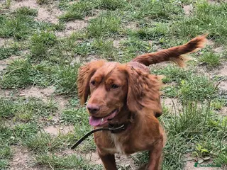 Cocker Spaniel dogs Pedigree Red Working Cocker Spaniel in Liversedge - Advert 1