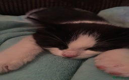 British Shorthair cats for sale: Roxxy - with a double X  - Image 7