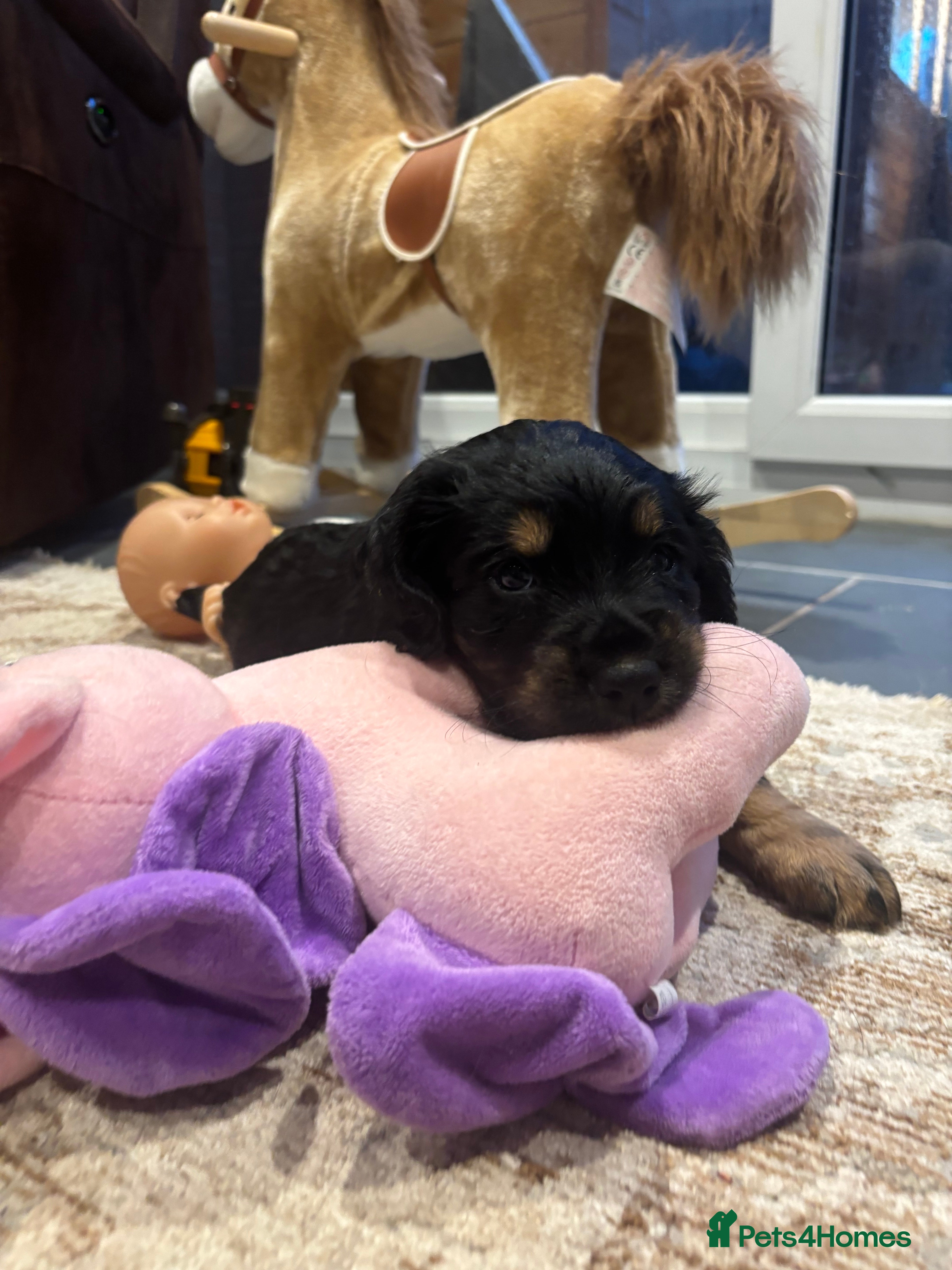 Cocker Spaniel dogs 🐾 KC registered black white & tan Cocker spaniels - Advert 4