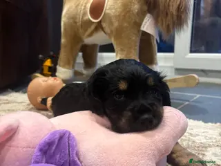 Cocker Spaniel dogs 🐾 KC registered black white & tan Cocker spaniels - Advert 4