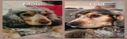 Cocker Spaniel dogs for sale: KC-Show Sable Cocker Spaniel Puppies Champ Lines  - Advert 2