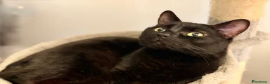 Domestic Shorthair 2