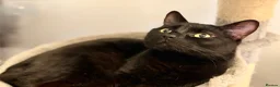 Domestic Shorthair cats for sale: Male and female cat (can be sold separate) - Advert 9