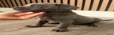 Duke