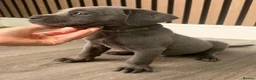 Cane Corso dogs for sale: Full Cane Corso Puppies -Blue/Grey & Black & White - Advert 17
