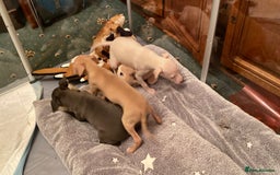 Italian Greyhound dogs for sale: ITALIAN GREYHOUND PUPPIES  - Advert 15
