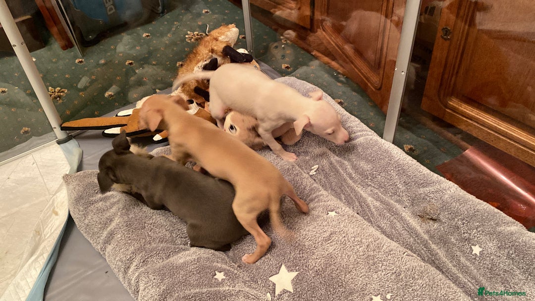 Italian Greyhound dogs for sale: ITALIAN GREYHOUND PUPPIES  - Advert 15