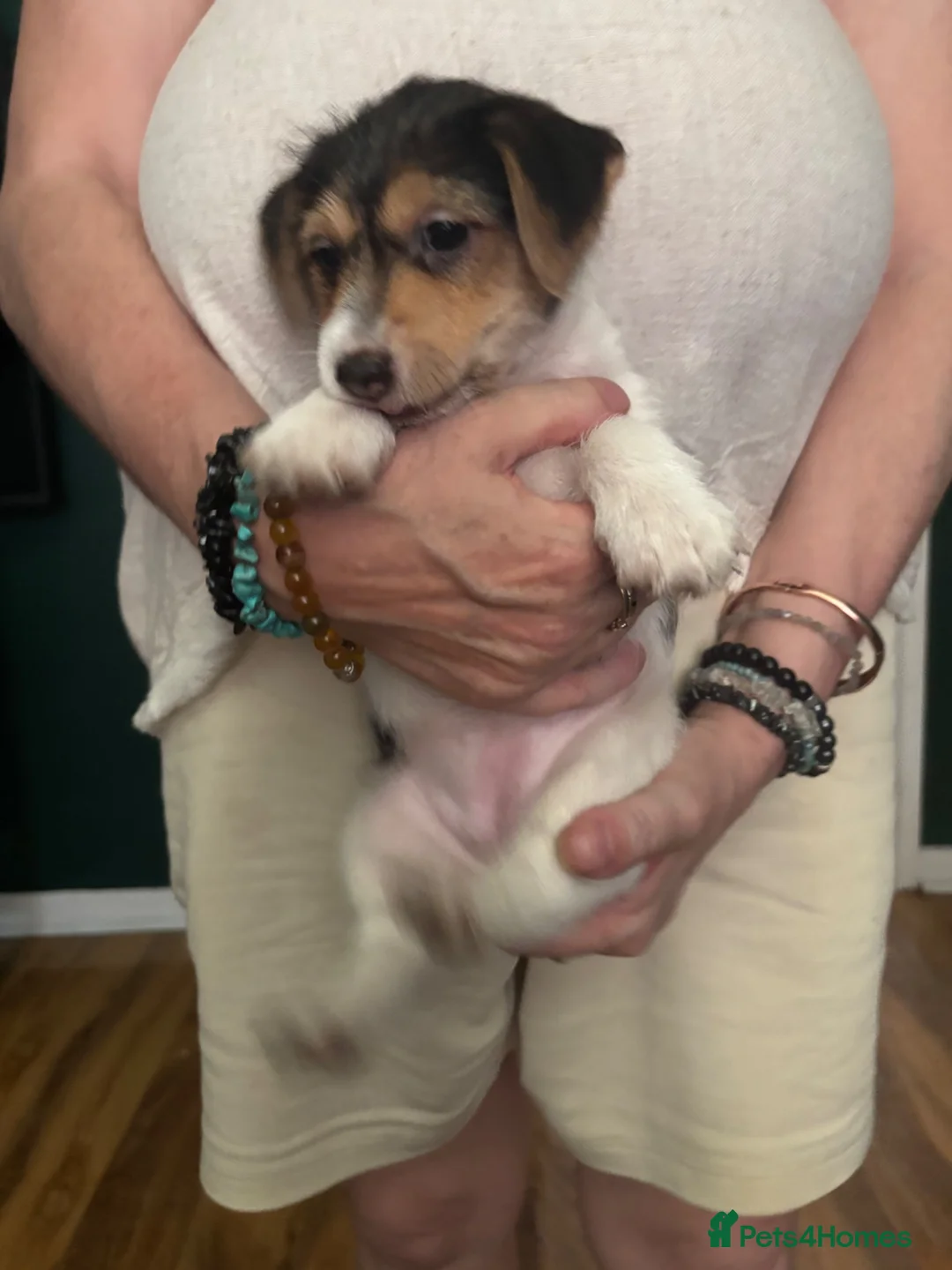 Jack Russell dogs for sale: Short legged jack Russell  - Advert 1