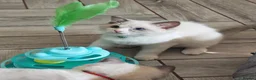 Ragdoll cats for sale: 3 pure ragdoll kittens remaining. Update 8/7/26 - Advert 10