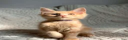 Maine Coon cats for sale: Cream Tabby Maine Coon Male Ready Now  - Advert 6