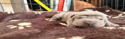 Shar Pei dogs for sale: Two beautiful Blue Shar Pei puppies (Male) - Advert 5