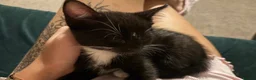 Domestic Shorthair cats for sale: Beautiful 9 week boy looking for forever home  - Advert 3