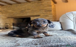 Miniature Dachshund dogs for sale: KC champ lines miniature smooth dachshund puppies - Image 7