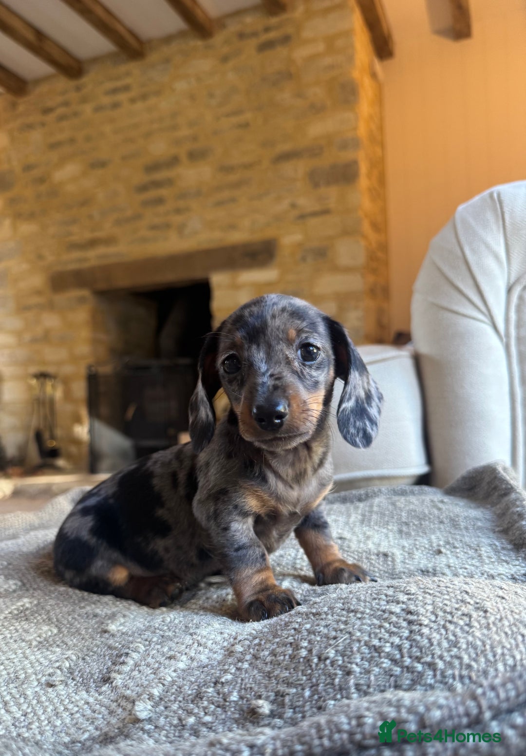 Miniature Dachshund dogs for sale: KC champ lines miniature smooth dachshund puppies - Image 7