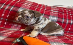 French Bulldog dogs for sale: QUALITY FRENCH BULLDOG PUPPIES - Advert 6