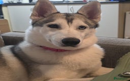 Siberian Husky dogs for sale: Husky  - Image 1