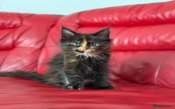 Maine Coon cats for sale: 2 GIRLS LEFT Purebred Maine Coon Kittens Blackburn - Image 18