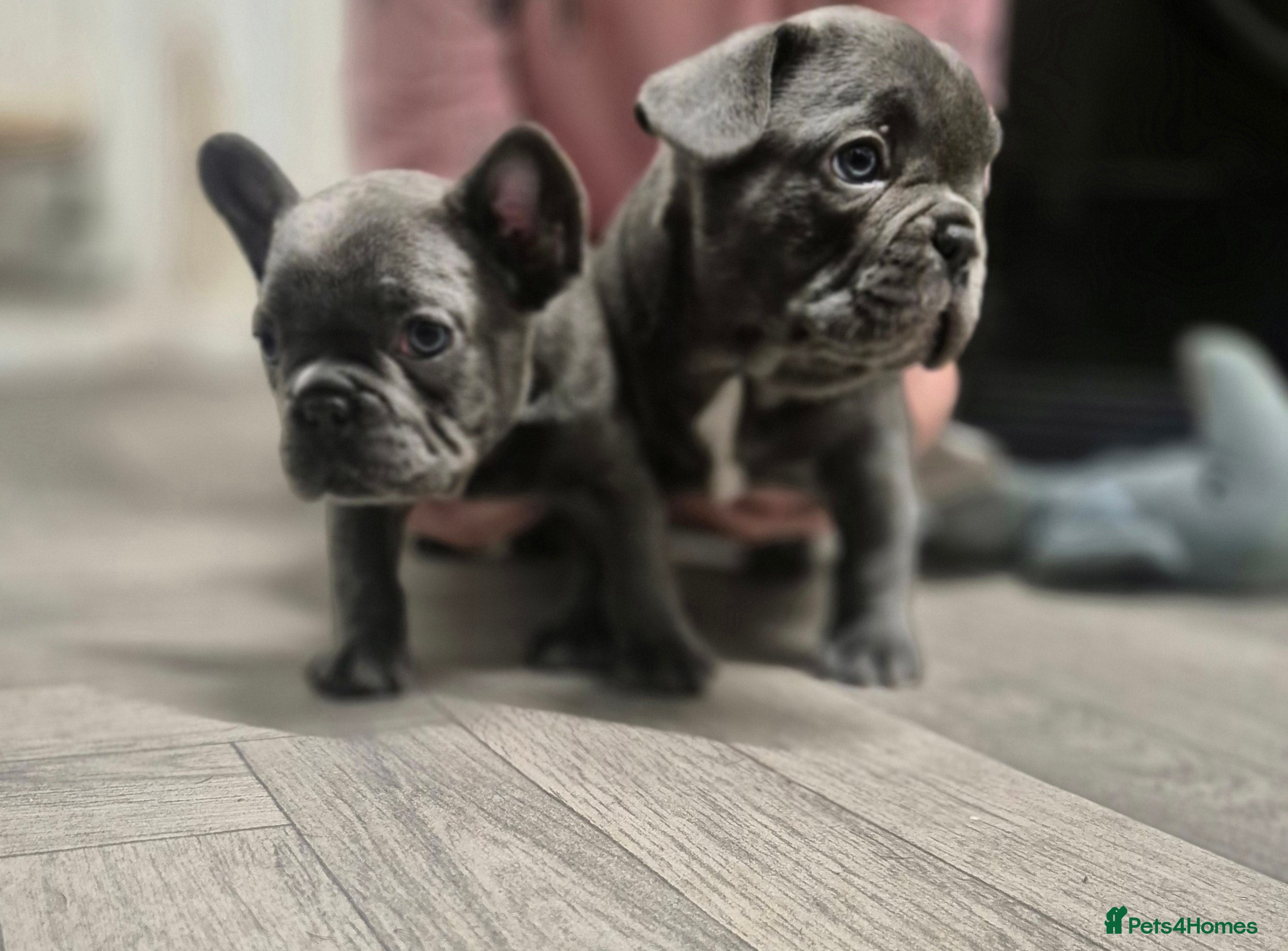 French Bulldog dogs  REDUCED ! 2 blue french bulldog boys for sale. - Advert 18