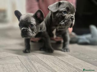 French Bulldog dogs REDUCED LAST ONE !french bulldog READY NOW - Advert 18