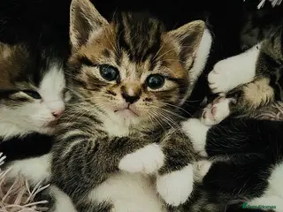 British Shorthair cats British Shorthair - 2MALES 1FEMALE - Advert 4